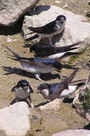 Attēlu rezultāti vaicājumam “Delichon urbicum nest”