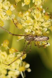 Attēlu rezultāti vaicājumam “Tetragnatha montana”