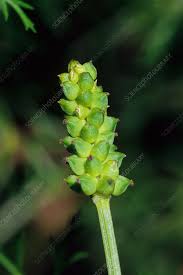 Image result for Adonis aestivalis