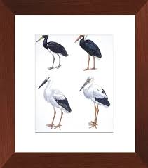 Attēlu rezultāti vaicājumam “Ciconiiformes”