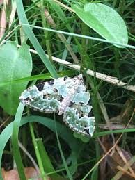 Attēlu rezultāti vaicājumam “Colostygia pectinataria male”