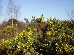 Image result for Yateley and Hawley Bridge Club