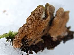 Attēlu rezultāti vaicājumam “Steccherinum bourdotii”