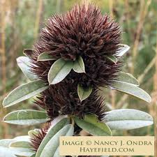 Attēlu rezultāti vaicājumam “Lophozia capitata”