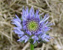 Attēlu rezultāti vaicājumam “Jasione montana leaf”