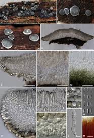 Attēlu rezultāti vaicājumam “Mollisia uda”