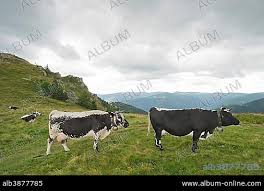 Attēlu rezultāti vaicājumam “Bos primigenius taurus”