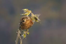 Attēlu rezultāti vaicājumam “Chloris chloris”