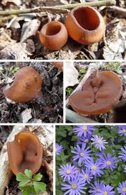 Attēlu rezultāti vaicājumam “Dumontinia tuberosa”