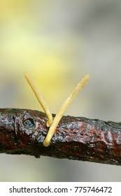 Attēlu rezultāti vaicājumam “Macrotyphula fistulosa var. contorta”