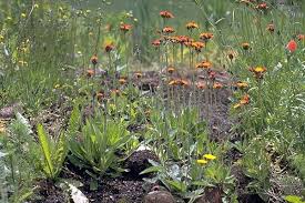 Attēlu rezultāti vaicājumam “Pilosella aurantiaca flower”