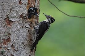 Attēlu rezultāti vaicājumam “Picoides tridactylus”