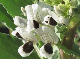 Attēlu rezultāti vaicājumam “Vicia faba flower”
