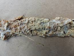 Attēlu rezultāti vaicājumam “Radulomyces confluens”