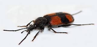 Attēlu rezultāti vaicājumam “Panagaeus cruxmajor”