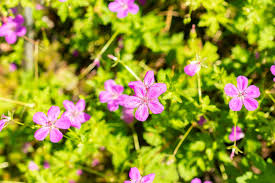 Attēlu rezultāti vaicājumam “Geranium palustre flower”