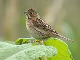 Image result for Emberiza fucata