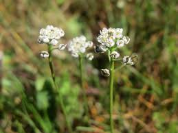 Attēlu rezultāti vaicājumam “Teesdalia nudicaulis”