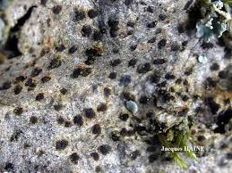 Attēlu rezultāti vaicājumam “Arthonia vinosa”