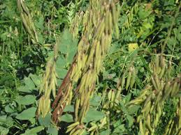 Attēlu rezultāti vaicājumam “Galega orientalis bud”