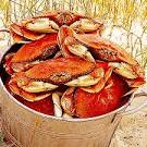 Dungeness Crab