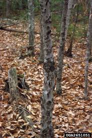 Attēlu rezultāti vaicājumam “Neonectria coccinea”