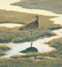 Image result for Numenius borealis