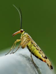 Attēlu rezultāti vaicājumam “Panorpa communis imago”