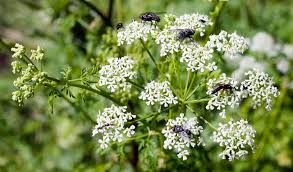 Attēlu rezultāti vaicājumam “Conioselinum tataricum”