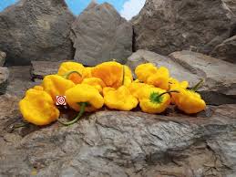 Afbeeldingsresultaat voor yellow mushroom hot pepper