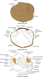 Attēlu rezultāti vaicājumam “Didymium xanthopus stalked”