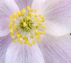 Attēlu rezultāti vaicājumam “Anemone nemorosa flower”