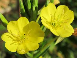 Attēlu rezultāti vaicājumam “Oenothera biennis flower”