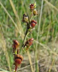 Attēlu rezultāti vaicājumam “Linaria loeselii bud”