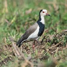 Attēlu rezultāti vaicājumam “Vanellus vanellus adult”