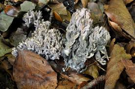 Attēlu rezultāti vaicājumam “Clavulina coralloides”