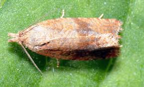 Attēlu rezultāti vaicājumam “Celypha striana”