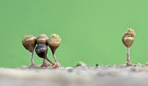 Attēlu rezultāti vaicājumam “Hemitrichia decipiens var. hemitrichoides”