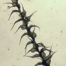 Attēlu rezultāti vaicājumam “Campylophyllum sommerfeltii”