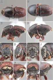 Attēlu rezultāti vaicājumam “Scolytus scolytus, Scolytus multistriatus”