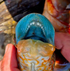 Image result for Labrus bergylta