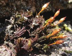 Attēlu rezultāti vaicājumam “Orthotrichum anomalum sporophyte”