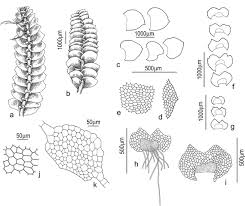 Attēlu rezultāti vaicājumam “Calypogeia integristipula”