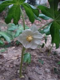 Attēlu rezultāti vaicājumam “Podophyllum hexandrum flower”