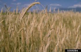 Image result for Secale cereale