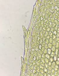 Attēlu rezultāti vaicājumam “Mnium hornum sporophyte”