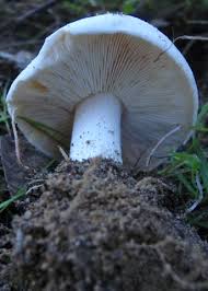 Attēlu rezultāti vaicājumam “Lepista sp.”