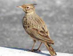 Attēlu rezultāti vaicājumam “Galerida cristata adult”