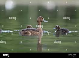 Attēlu rezultāti vaicājumam “Aythya fuligula female”