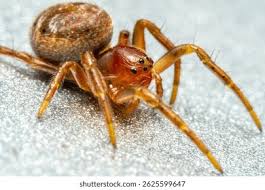 Attēlu rezultāti vaicājumam “Araniella”